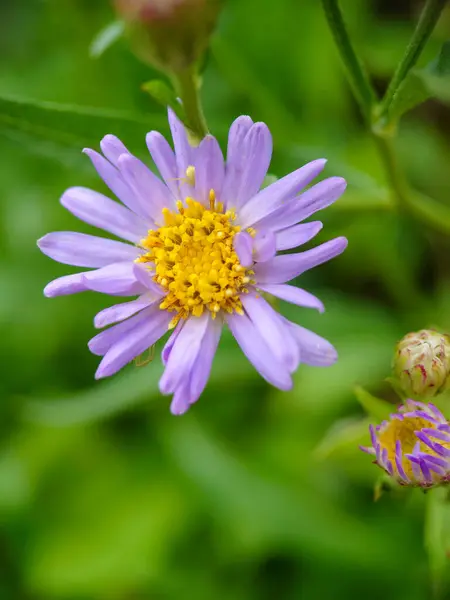 Aster tataricus, Aster Purple, Zi-wan, Tartarian Aster, Geleneksel Çin Tıbbı