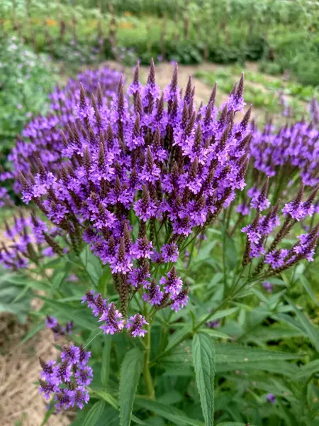 Mavi mine çiçeği, mine çiçeği, bataklık verbenası, Amerikan mine çiçeği.