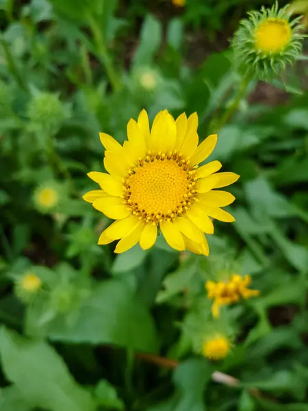 Gumweed, Grindelia, Grindelia robusta, Grindelia squarrosa