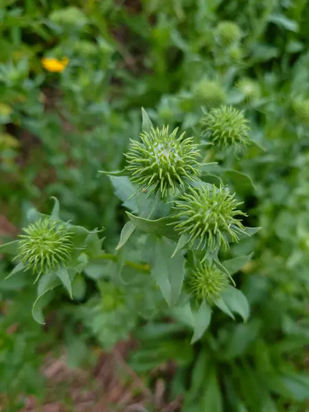 Gumweed, Grindelia, Grindelia robusta, Grindelia squarrosa