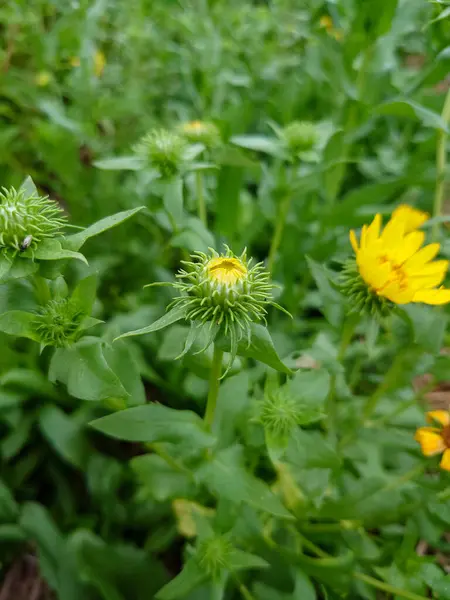Gumweed, Grindelia, Grindelia robusta, Grindelia squarrosa