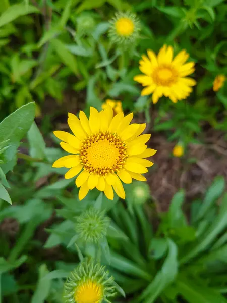 Gumweed, Grindelia, Grindelia robusta, Grindelia squarrosa