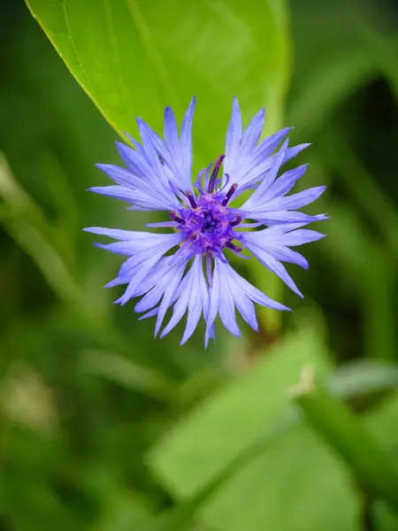 Centaurea siyanus, Cornflower, Cyani Flower,