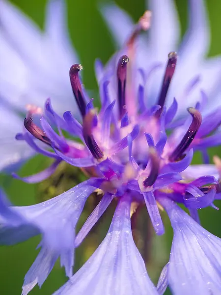 Centaurea siyanus, Cornflower, Cyani Flower,