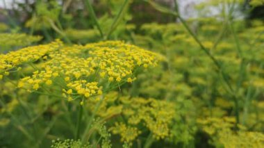 Rezene, Foeniculum vulgare, tıbbi bitki.