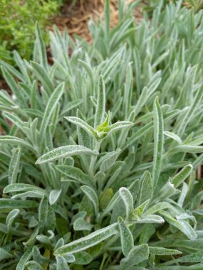 Yunan dağ çayı, Sideritis syriaca, Sideritis scardica, Ironwort, Malotira