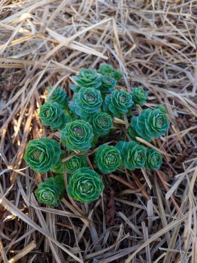 Rhodiola Rosea, Altın Kök, Gül Kökü, Sedum Rodiola