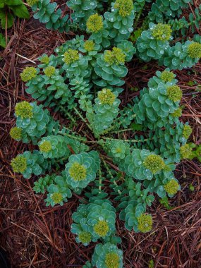 Rhodiola Rosea, Altın Kök, Gül Kökü, Sedum Rodiola