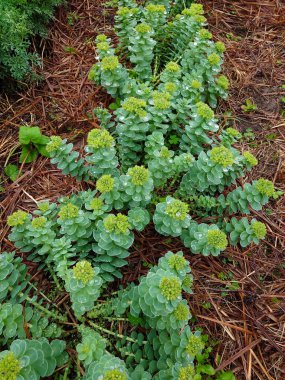 Rhodiola Rosea, Altın Kök, Gül Kökü, Sedum Rodiola