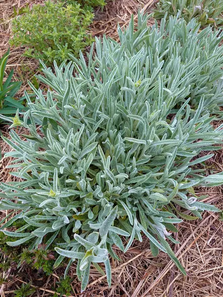 Yunan dağ çayı, Sideritis syriaca, Sideritis scardica, Ironwort, Malotira