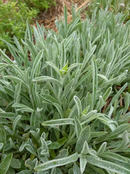 Yunan dağ çayı, Sideritis syriaca, Sideritis scardica, Ironwort, Malotira