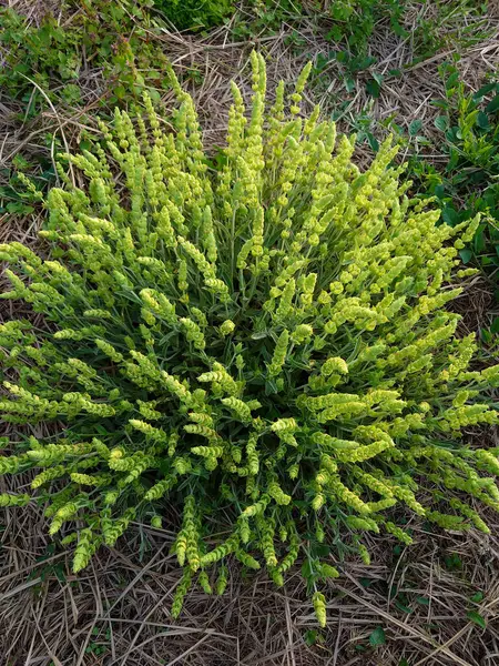 Yunan dağ çayı, Sideritis syriaca, Sideritis scardica, Ironwort, Malotira