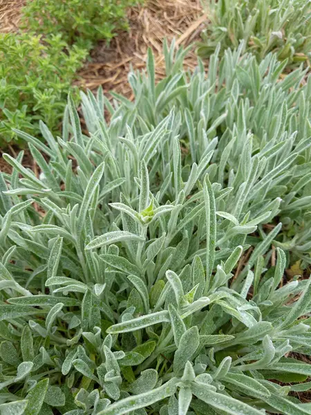 Yunan dağ çayı, Sideritis syriaca, Sideritis scardica, Ironwort, Malotira