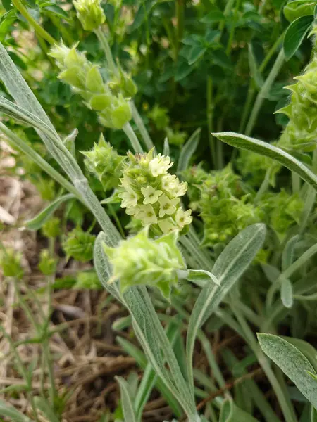 Yunan dağ çayı, Sideritis syriaca, Sideritis scardica, Ironwort, Malotira