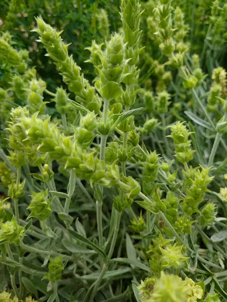 Yunan dağ çayı, Sideritis syriaca, Sideritis scardica, Ironwort, Malotira