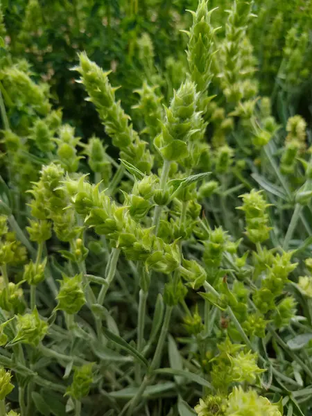 Yunan dağ çayı, Sideritis syriaca, Sideritis scardica, Ironwort, Malotira