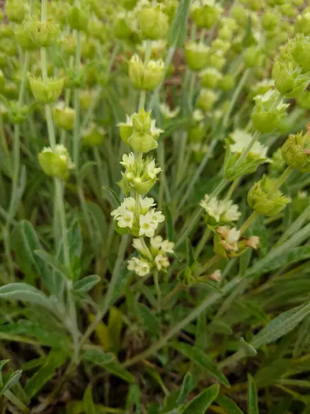 Yunan dağ çayı, Sideritis syriaca, Sideritis scardica, Ironwort, Malotira