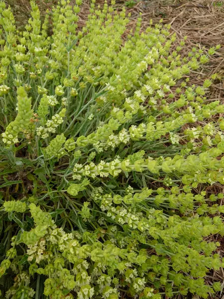 Yunan dağ çayı, Sideritis syriaca, Sideritis scardica, Ironwort, Malotira