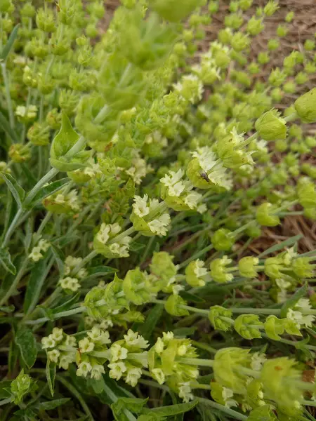 Yunan dağ çayı, Sideritis syriaca, Sideritis scardica, Ironwort, Malotira