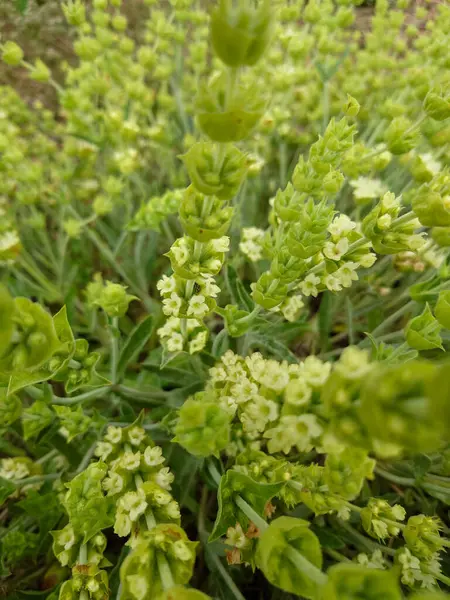 Yunan dağ çayı, Sideritis syriaca, Sideritis scardica, Ironwort, Malotira