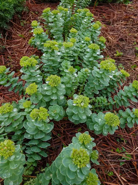 Rhodiola Rosea, Altın Kök, Gül Kökü, Sedum Rodiola