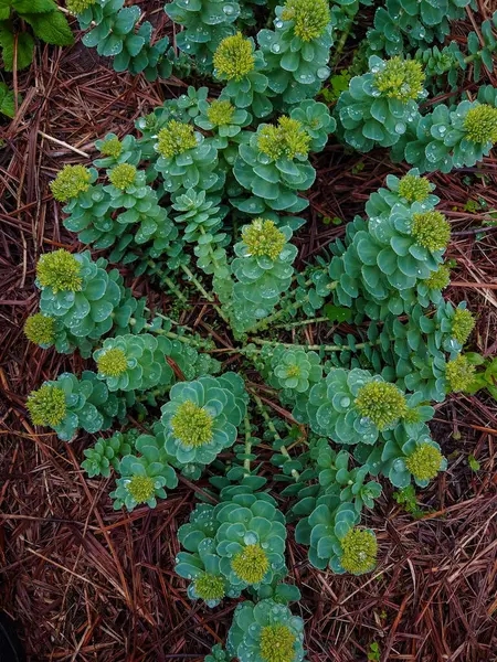 Rhodiola Rosea, Altın Kök, Gül Kökü, Sedum Rodiola