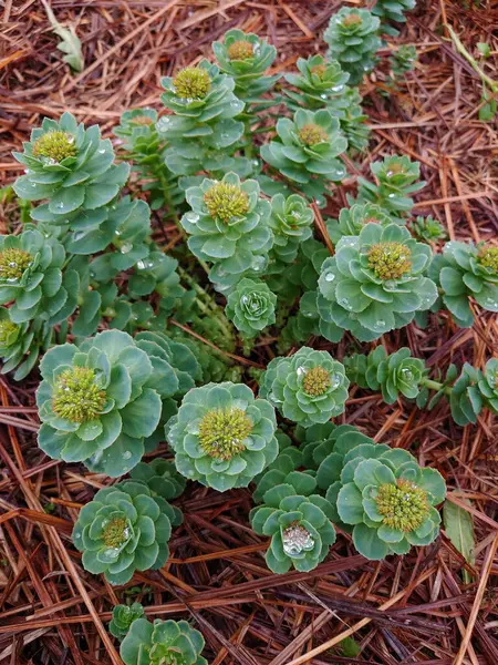 Rhodiola Rosea, Altın Kök, Gül Kökü, Sedum Rodiola