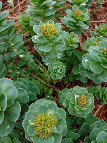 Rhodiola Rosea, Altın Kök, Gül Kökü, Sedum Rodiola