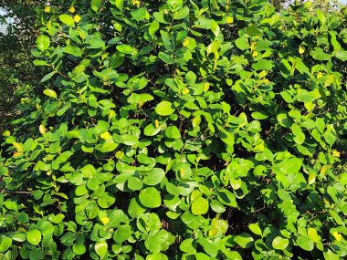 Güneş Işığının Altındaki Çalı 'nın Parlak Yeşil Yaprakları