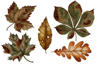 Suluboya ile boyanmış bir sonbahar yaprağı koleksiyonu. Yaprakların çeşitli türleri, meşe, akçaağaç, sıcak mevsimlik renklerde kestane içerir. Sonbahar temalı projeler için mükemmel.