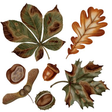 Suluboya ile elle boyanmış sonbahar yaprakları koleksiyonu. Meşe yaprağı ve meşe palamudu, akçaağaç yaprağı ve tohumlar, at kestanesi yaprağı ve kestane ağacı.