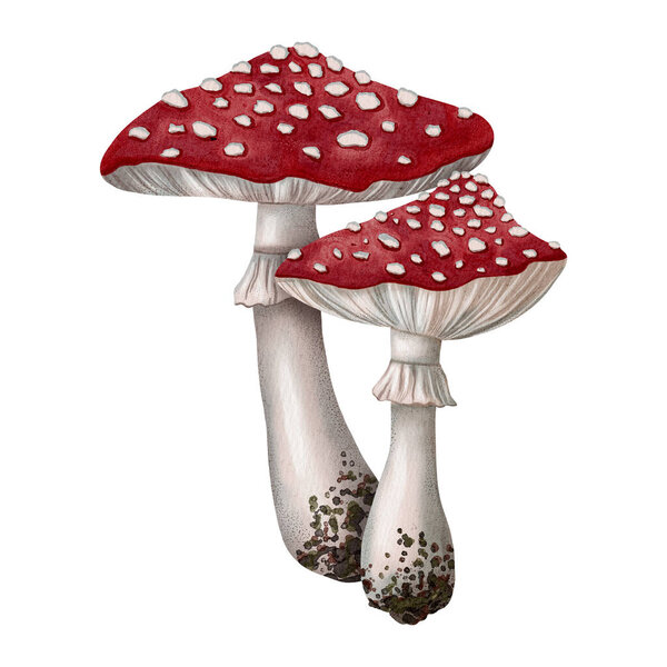 Watercolor illustration of red fly agaric. Botanical illustration. Mushroom. Perfect for seasonal compositions and prints.