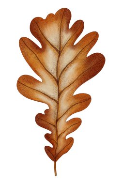 El yapımı suluboya resim, sonbahar meşe yaprağı. Sonbahar yaprakları. Meşe ağacı. Kitaplar, ambalajlar, kartpostallar ve çocuk giysileri, ambalaj tasarımı, tekstil için elverişli.