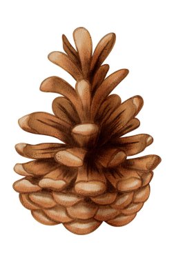 El yapımı suluboya kozalak. Firavun ve çam ağaçları. Kitaplar, ambalajlar, kartpostallar ve çocuk giysileri, ambalaj tasarımı ve tekstil için elverişli.