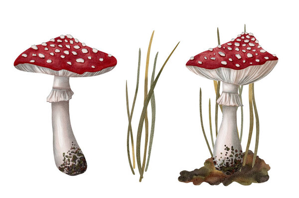 Watercolor drawing is hand-drawn with fly agarics. Children's illustration. Suitable for books, packaging, postcards and children's clothing, packaging design.