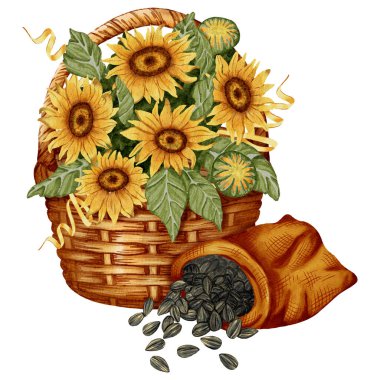 Bir şişe ayçiçeği yağıyla suluboya kompozisyonu, hasır sepetin içinde ayçiçeği. Gıda ambalajı, organik ürün tasarımı, ambalaj veya tarım projeleri için mükemmel.