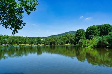 Nanjing 'deki botanik bahçesi.