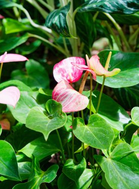 Nanjing 'deki botanik bahçesi.