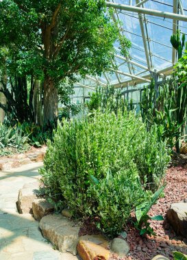 Nanjing 'deki botanik bahçesi.