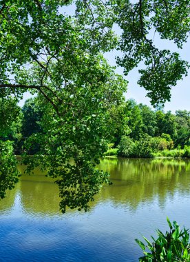 Nanjing 'deki botanik bahçesi.