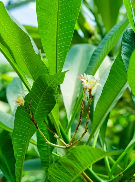 Nanjing 'deki botanik bahçesi.