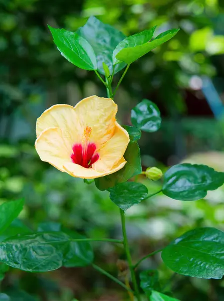 Nanjing 'deki botanik bahçesi.