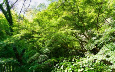 The bamboo forest at Kamakura Hokokuji Temple