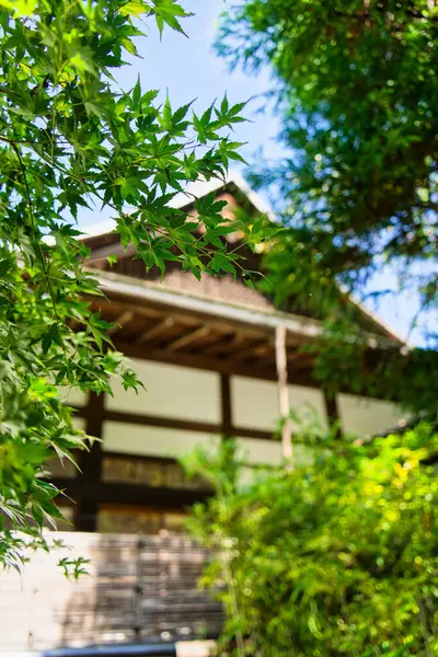 The bamboo forest at Kamakura Hokokuji Temple