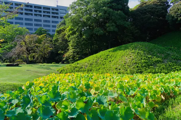 Koishikawa Korakuen in late Summer - A traditional Japanese garden