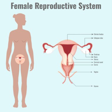 The illustration depicts a detailed diagram of the female reproductive system including ovaries fallopian tubes uterus cervix and vagina showcasing their structure and function in reproduction.