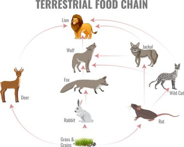 Karasal besin zinciri bitkilerden otçullara, etoburlara ve ekosistem dengesini koruyan ayrılıkçılara enerji aktarımı gösteriyor.