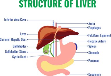 Karaciğer iki ana lobu olan büyük bir organdır. Sağ ve sol lobları hepatosit safra kanalı, kan damarları ve bağ dokusu vardır. Besin işlemini yapar ve safrayı temizler.