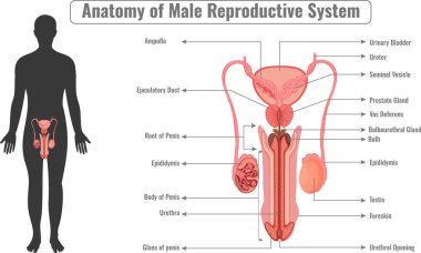 The male reproductive system includes testes epididymis vas deferens seminal vesicles prostate gland and penis responsible for sperm production and delivery