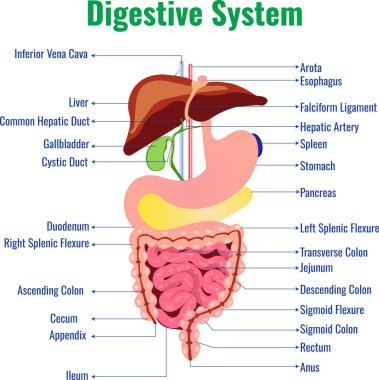 Sindirim sistemi besinleri emer ve atıkları yok eder. Mide ve diğer organların birlikte çalışması da buna dahildir.